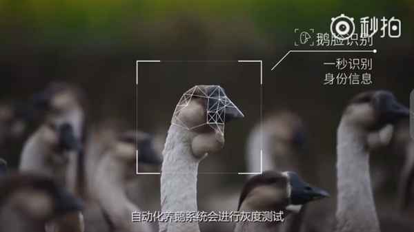 腾讯宣布正式养鹅