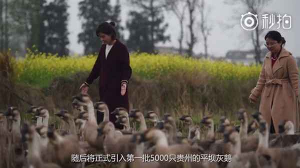 腾讯宣布正式养鹅