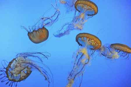水母死后会变成水吗 水母死了还有毒吗