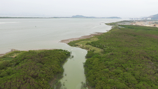 践行绿色环保理念，贝壳“蓝海行动”助力福建红树林修复