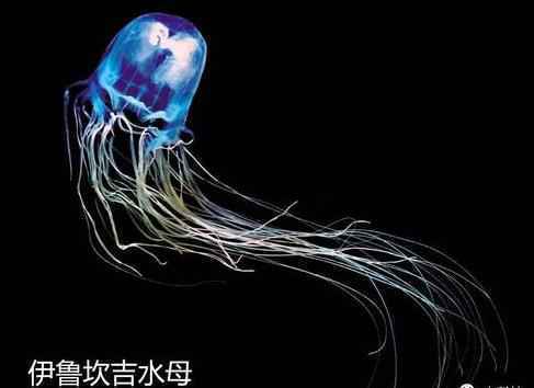 水母的毒性到底有多强 世上十大剧毒水母图片