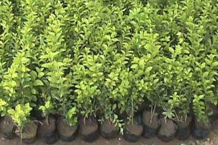 什么植物不能放在一起养 相克的植物有哪些