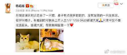 杨超越的猫走丢了怎么回事？杨超越的猫是什么品种的猫