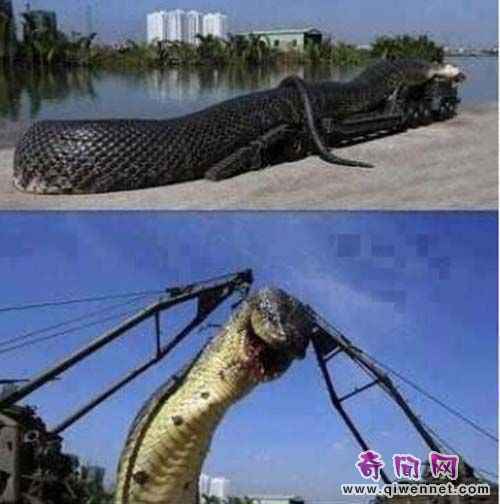 蛇害死了320游客和125埃及潜水员红海巨蛇。巨蛇！_故事吧