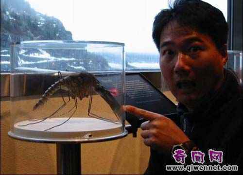 世界上最大的蚊子 中国捕获世界最大蚊子_故事吧