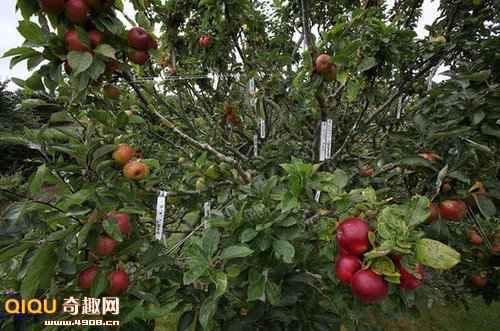 能同时长出250个不同品种的苹果树_故事吧