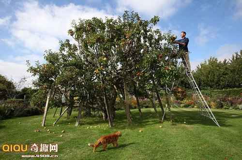 能同时长出250个不同品种的苹果树_故事吧