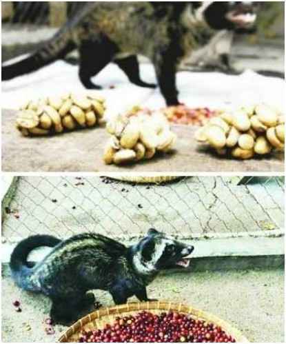 猫粪咖啡_故事吧