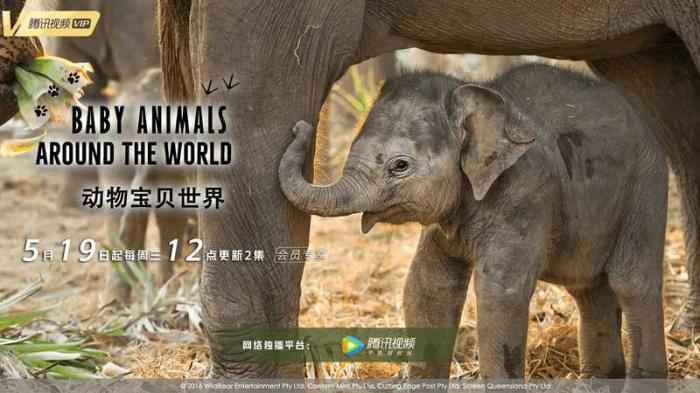 打盹、摔跤、梳毛……这部纪录片专拍动物宝宝