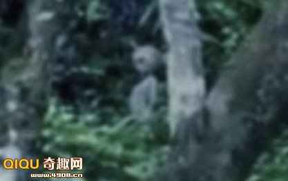 亚马逊丛林惊现UFO_故事吧